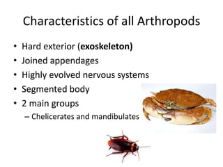 Characteristics of all Arthropods
•   Hard exterior (exoskeleton)
•   Joined appendages
•   Highly evolved nervous systems
•   Segmented body
•   2 main groups
    – Chelicerates and mandibulates
 