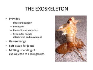 THE EXOSKELETON
• Provides
   –   Structural support
   –   Protection
   –   Prevention of water loss
   –   System for muscle
       attachment and movement
• Gas exchange
• Soft tissue for joints
• Molting: shedding of
  exoskeleton to allow growth
 