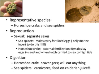 • Representative species
  – Horseshoe crabs and sea spiders
• Reproduction
  – Sexual: separate sexes
     • Sea spiders: males carry fertilized eggs ( only marine
       invert to do this!!!!!)
     • Horseshoe crabs: external fertilization; females lay
       eggs in sand and when hatch carried to sea by high tide
• Digestion
  – Horseshoe crab: scavengers; will eat anything
  – Sea spiders: carnivores; feed on cnidarian juice!!
 