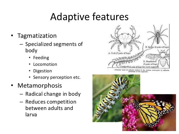 Chapter 9 arthropods zoology