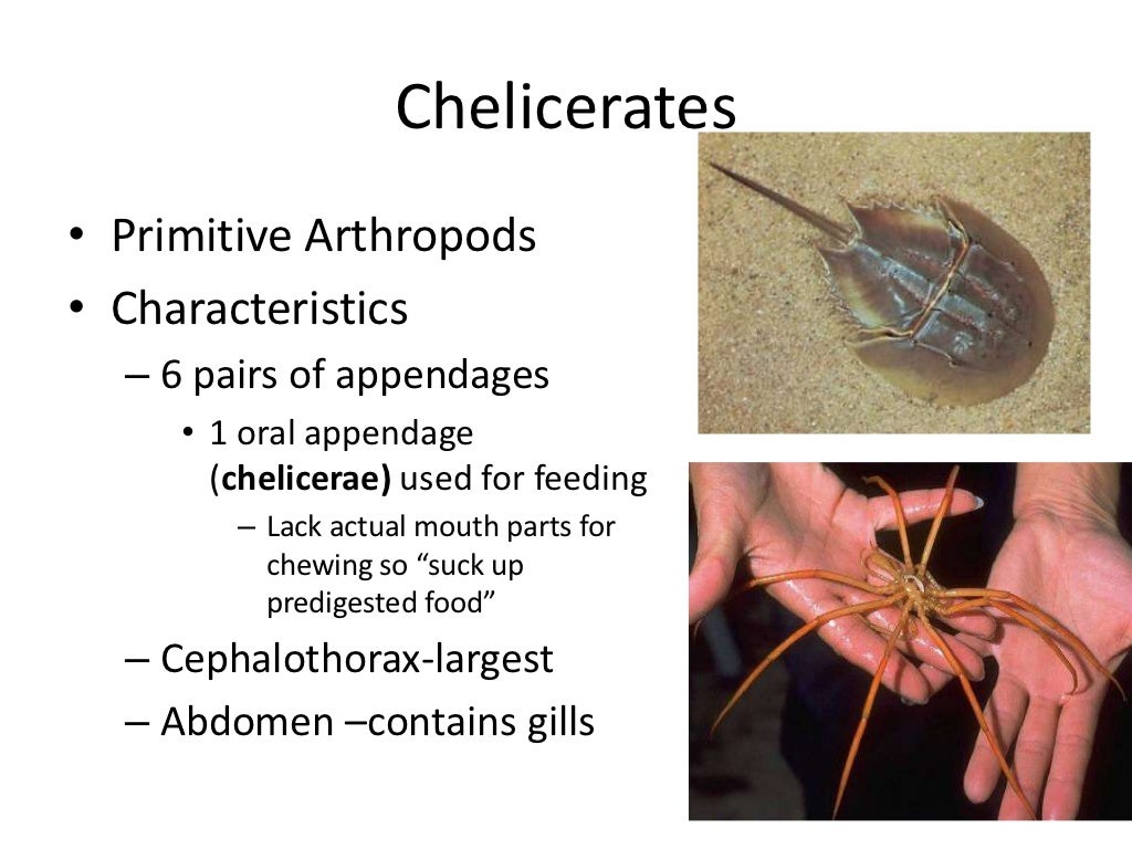 Chapter 9 arthropods zoology