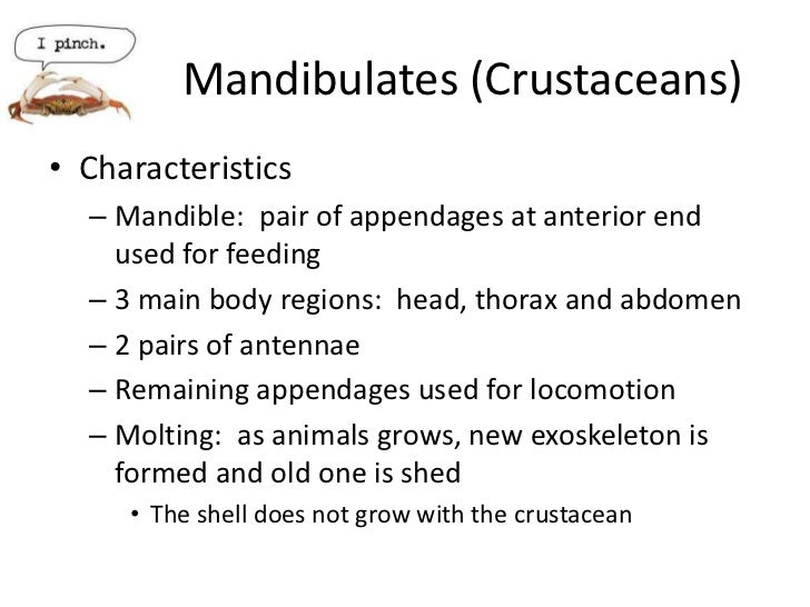 Chapter 9 arthropods zoology