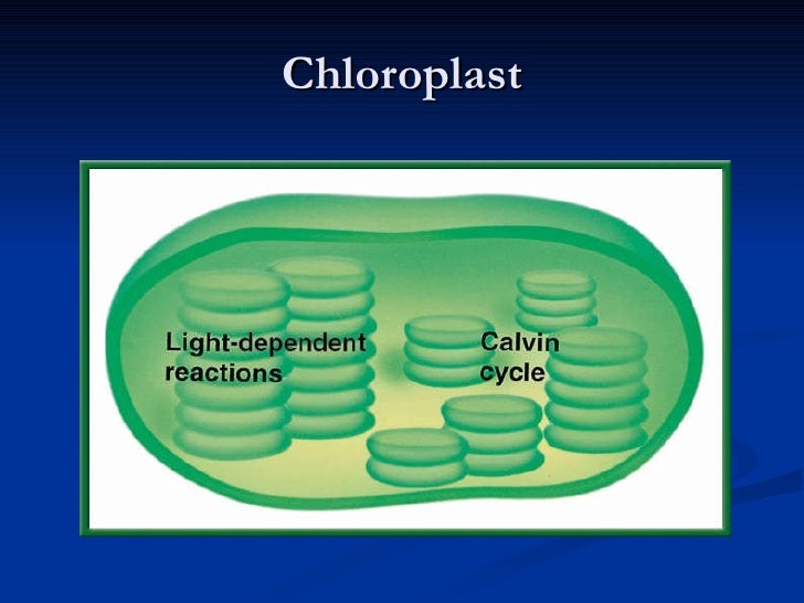 Chapter 9 Biology I