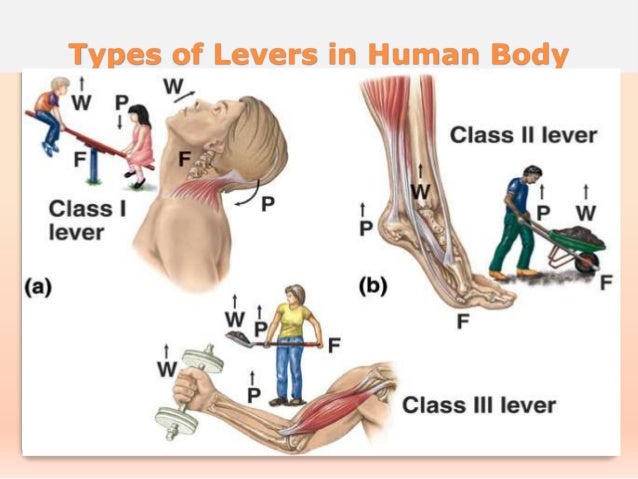 levers in our body