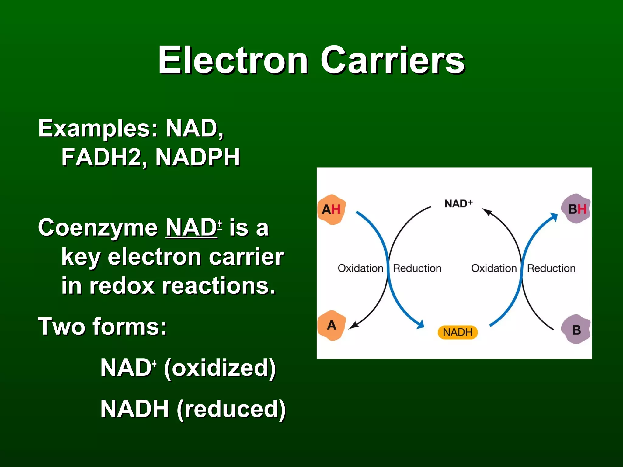 Electron Carriers
Examples: NAD,
  FADH2, NADPH

Coenzyme NAD+ is a
 key electron carrier
 in redox reactions.
Two forms:
     NAD+ (oxidized)
     NADH (reduced)
 