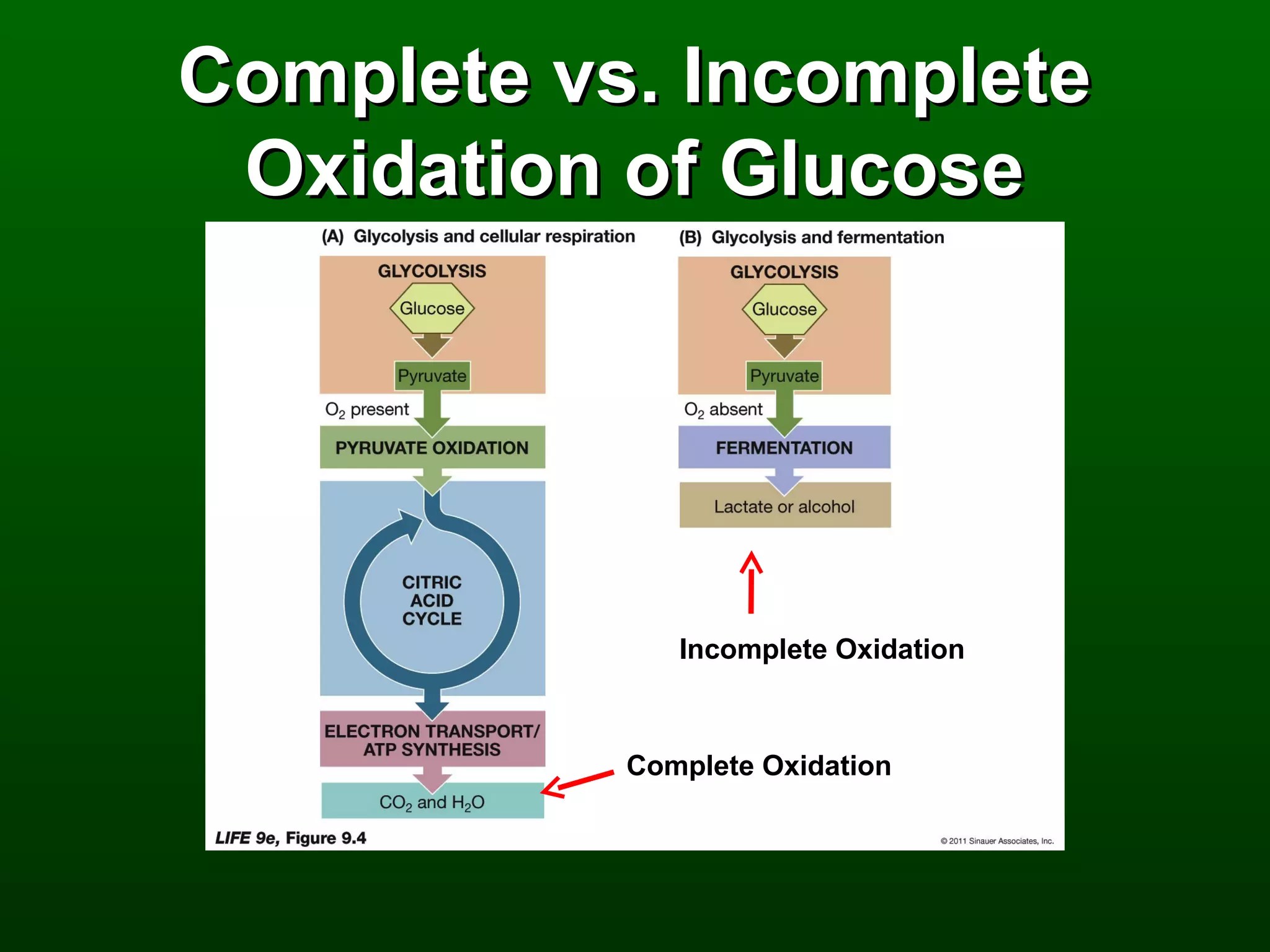 Complete vs. Incomplete
 Oxidation of Glucose




              Incomplete Oxidation



           Complete Oxidation
 