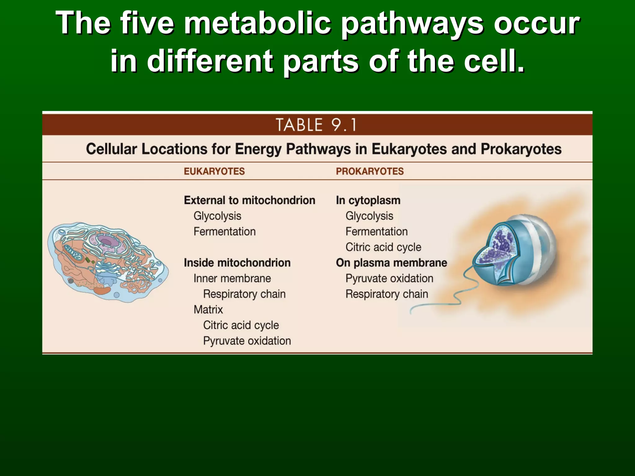 The five metabolic pathways occur
   in different parts of the cell.
 