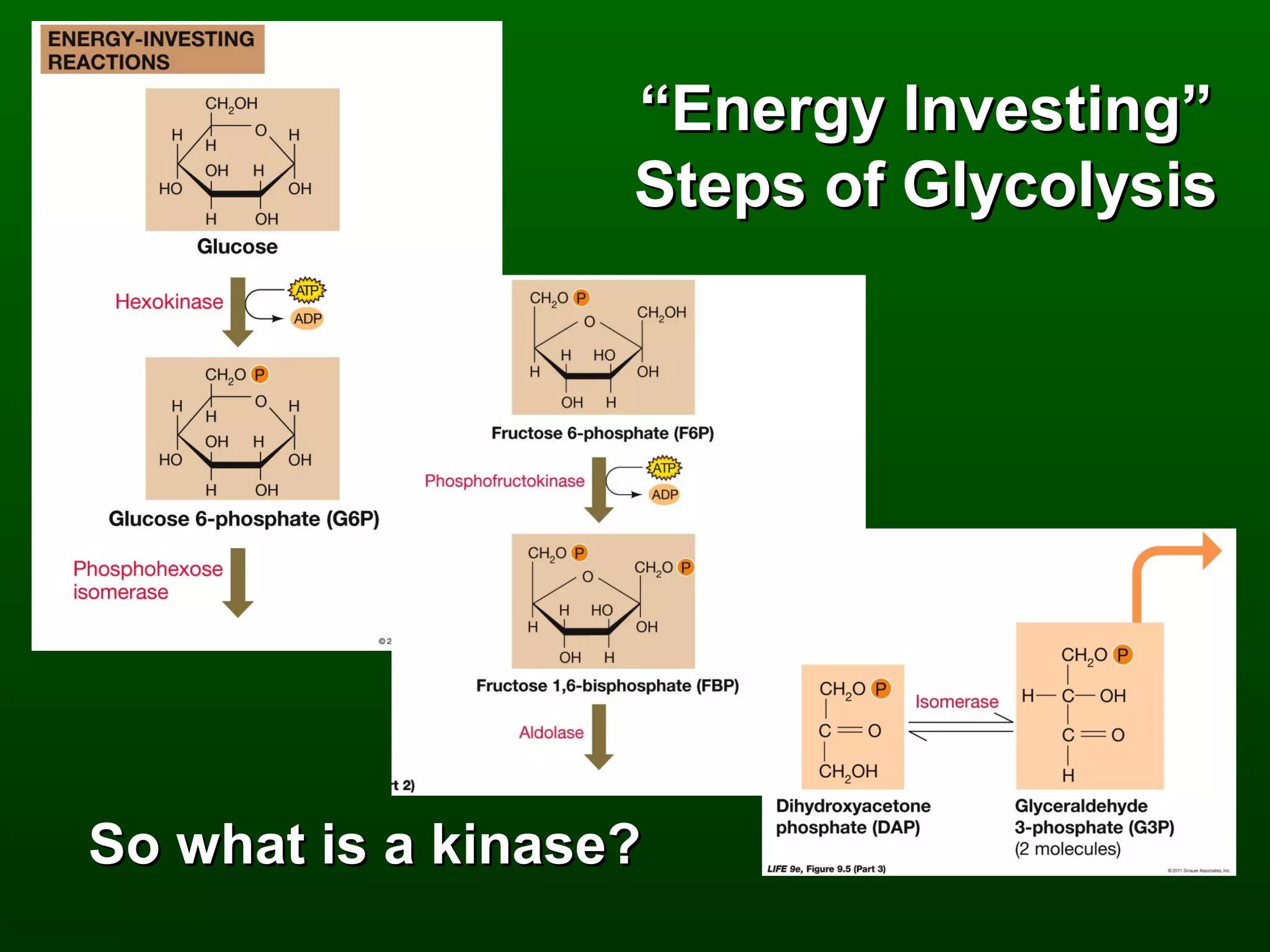 “Energy Investing”
                   Steps of Glycolysis




So what is a kinase?
 