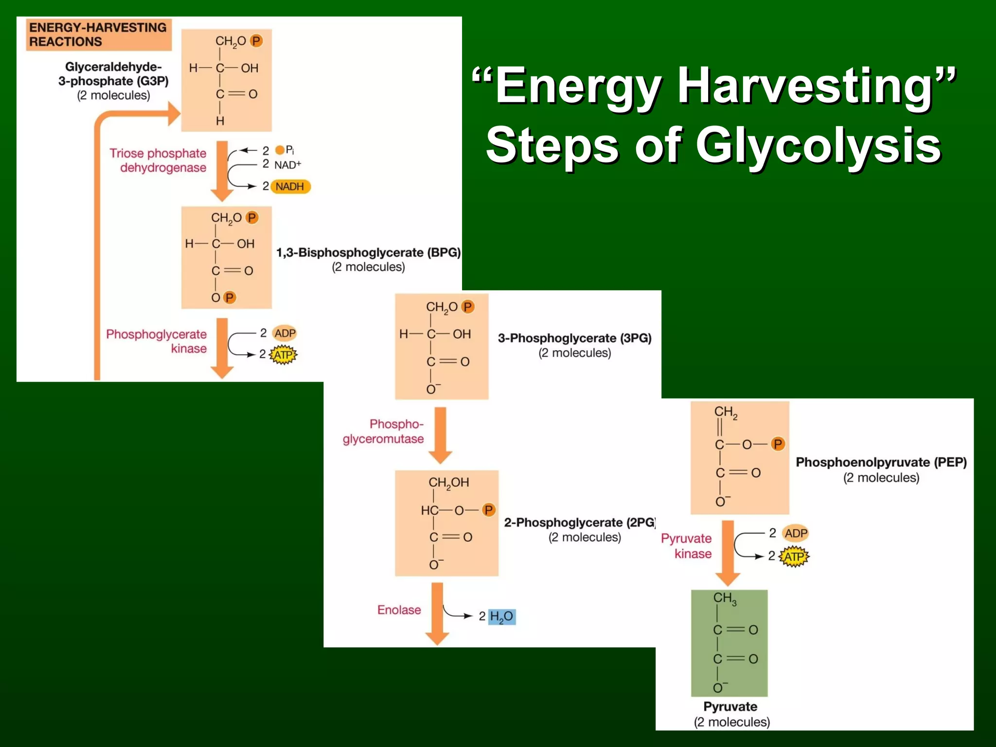 “Energy Harvesting”
 Steps of Glycolysis
 