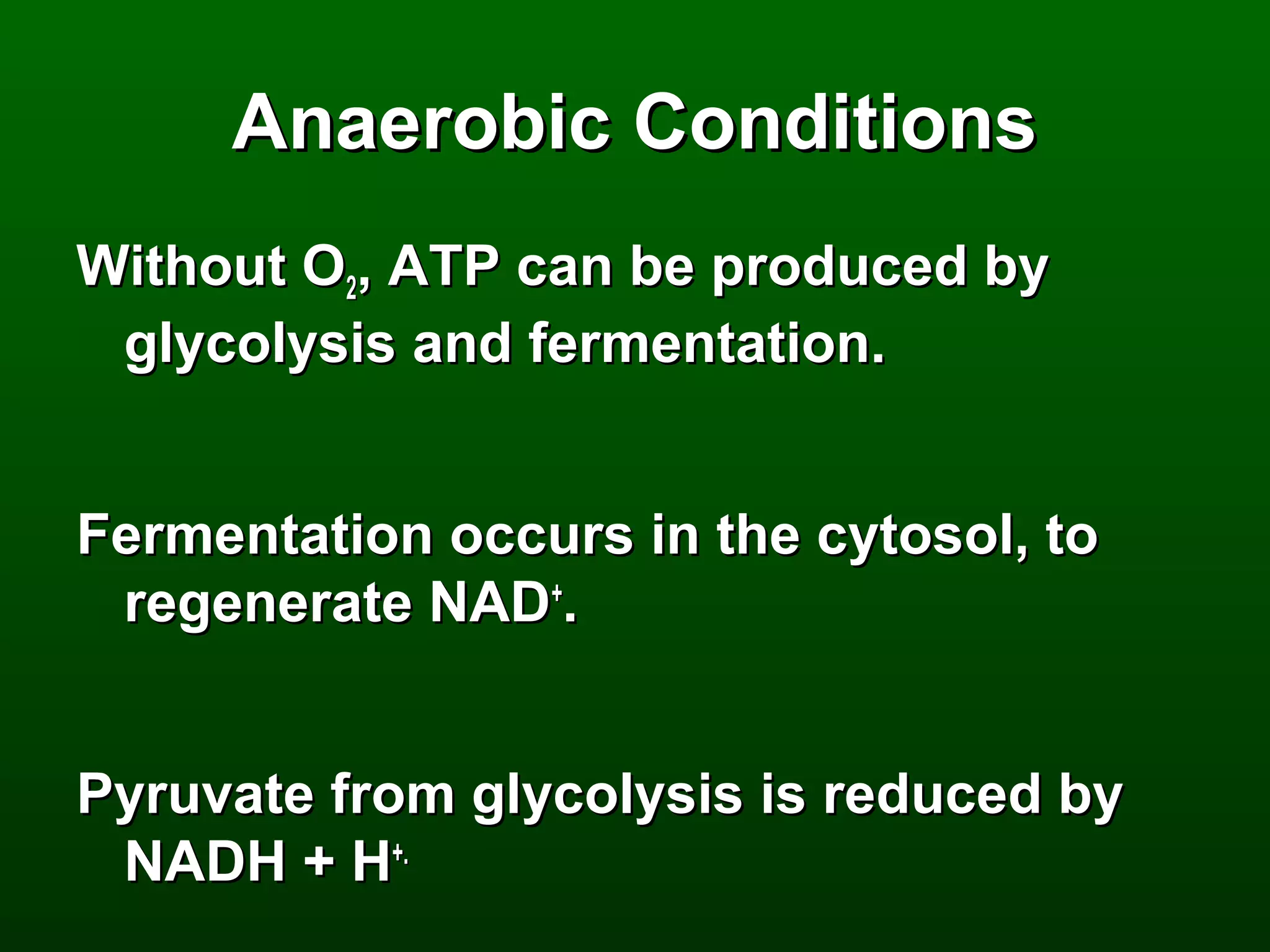 Anaerobic Conditions
Without O2, ATP can be produced by
 glycolysis and fermentation.


Fermentation occurs in the cytosol, to
 regenerate NAD+.


Pyruvate from glycolysis is reduced by
 NADH + H+.
 