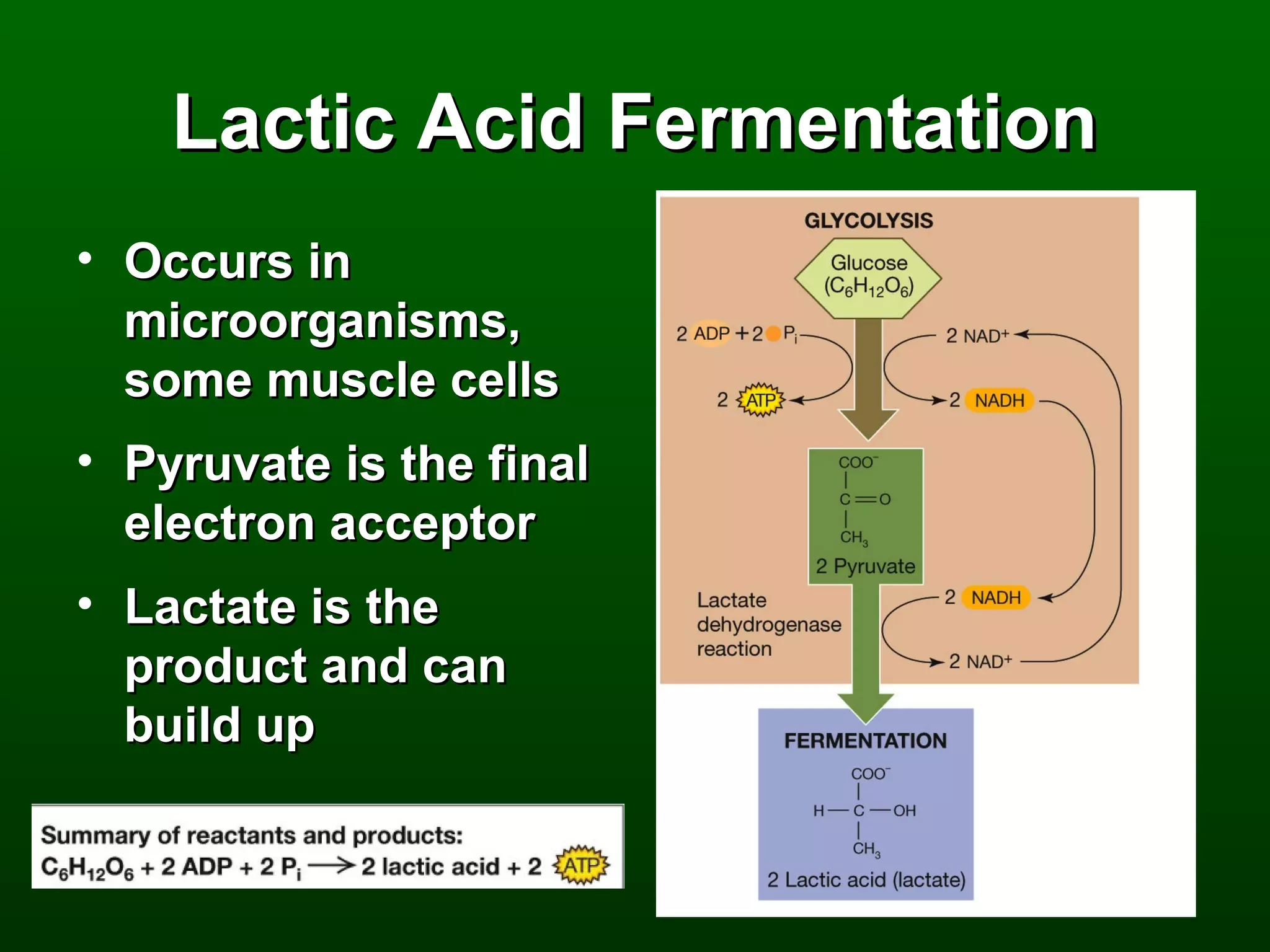 Lactic Acid Fermentation
• Occurs in
  microorganisms,
  some muscle cells
• Pyruvate is the final
  electron acceptor
• Lactate is the
  product and can
  build up
 