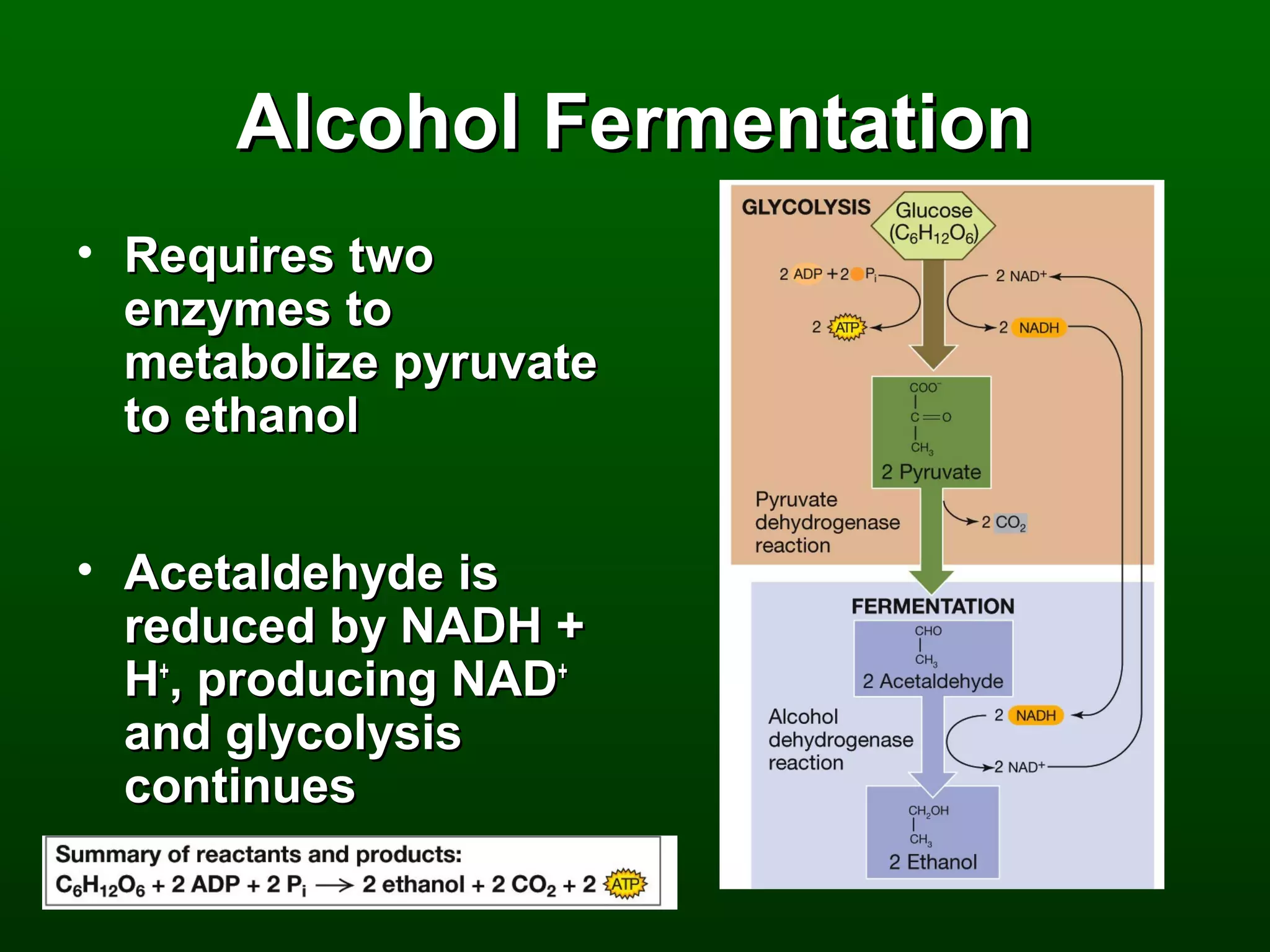 Alcohol Fermentation
• Requires two
  enzymes to
  metabolize pyruvate
  to ethanol


• Acetaldehyde is
  reduced by NADH +
  H+, producing NAD+
  and glycolysis
  continues
 