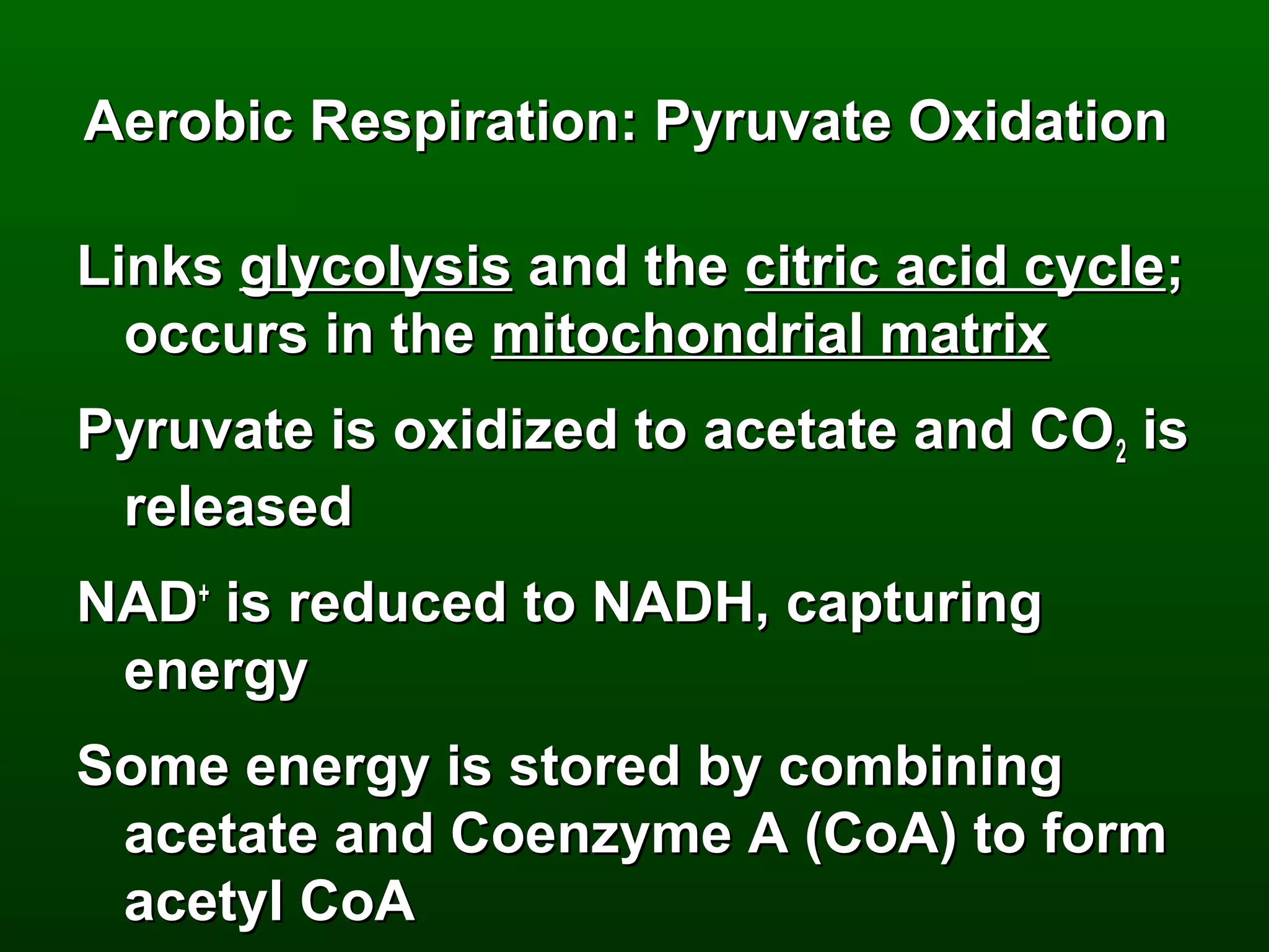 Aerobic Respiration: Pyruvate Oxidation

Links glycolysis and the citric acid cycle;
  occurs in the mitochondrial matrix
Pyruvate is oxidized to acetate and CO 2 is
 released
NAD+ is reduced to NADH, capturing
 energy
Some energy is stored by combining
 acetate and Coenzyme A (CoA) to form
 acetyl CoA
 