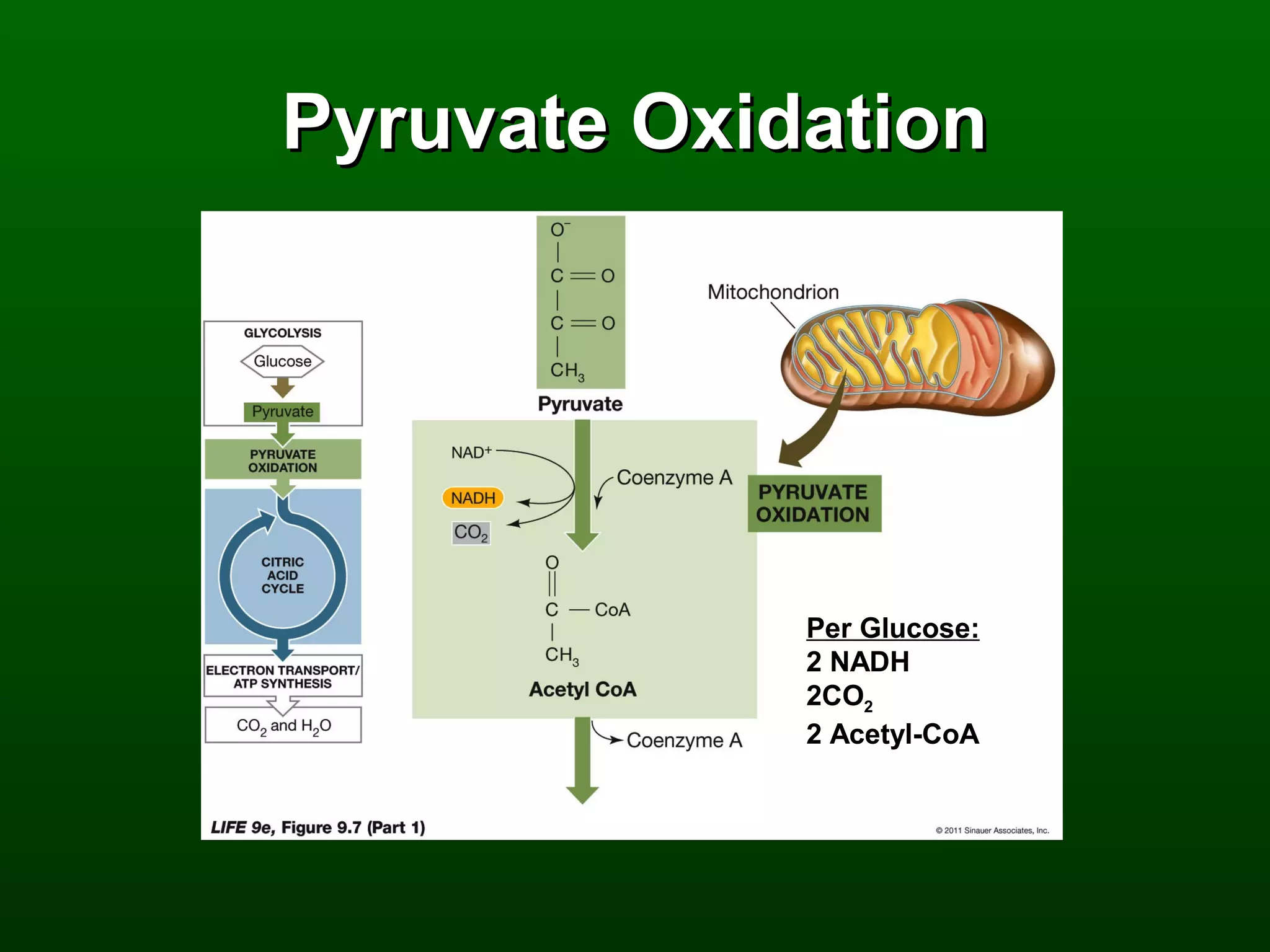 Pyruvate Oxidation




             Per Glucose:
             2 NADH
             2CO2
             2 Acetyl-CoA
 