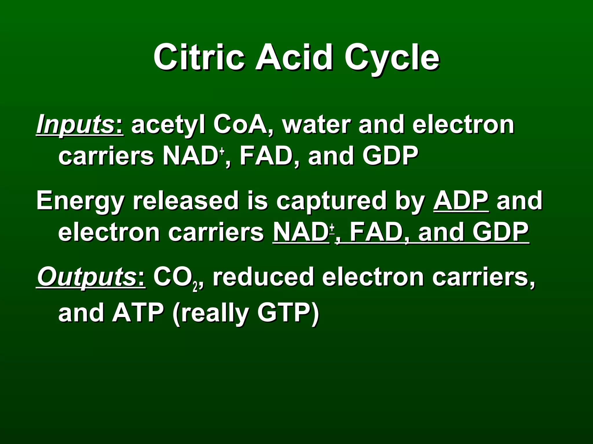 Citric Acid Cycle
Inputs: acetyl CoA, water and electron
  carriers NAD+, FAD, and GDP
Energy released is captured by ADP and
 electron carriers NAD+, FAD, and GDP
Outputs: CO2, reduced electron carriers,
 and ATP (really GTP)
 