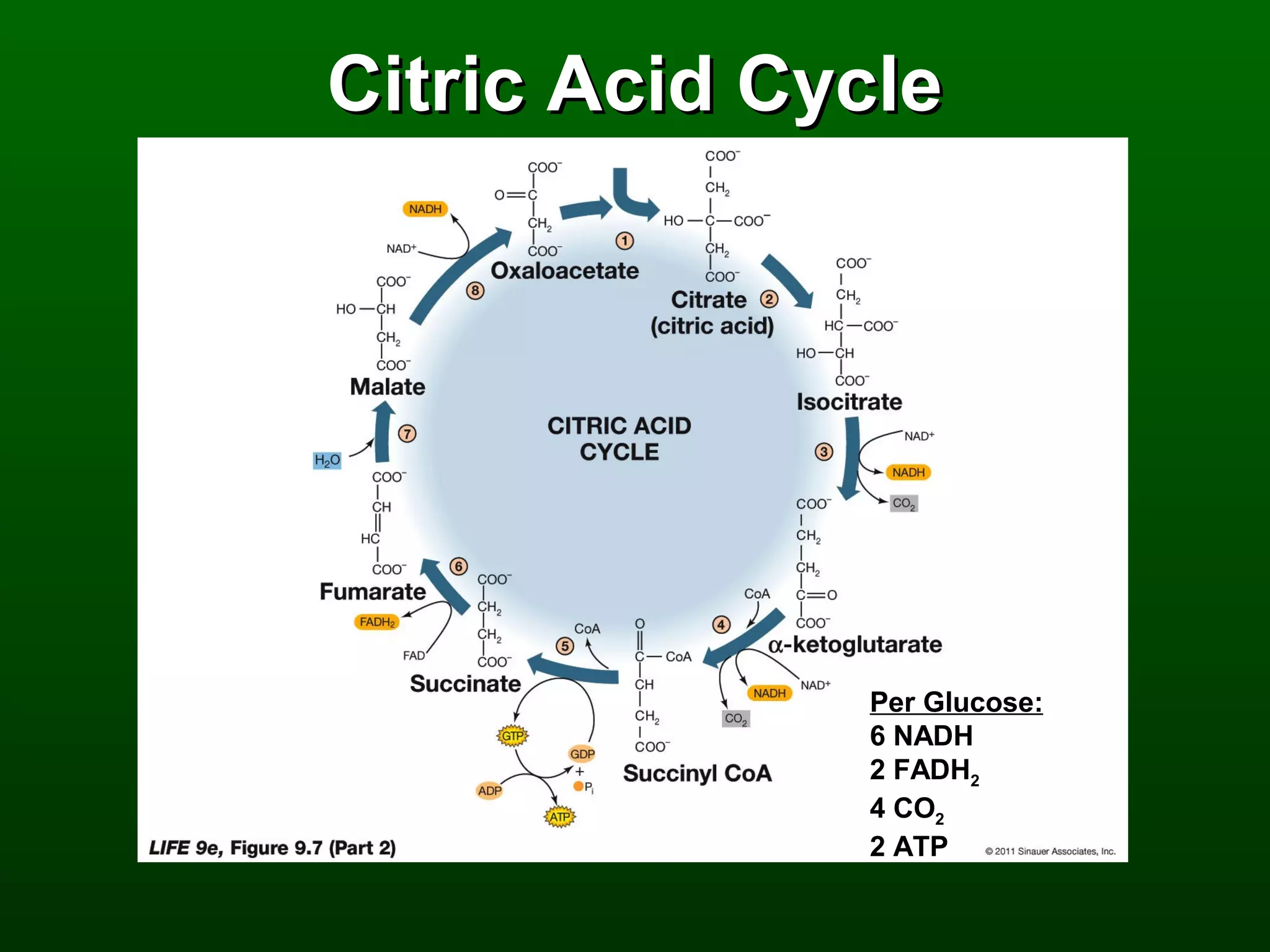 Citric Acid Cycle




              Per Glucose:
              6 NADH
              2 FADH2
              4 CO2
              2 ATP
 