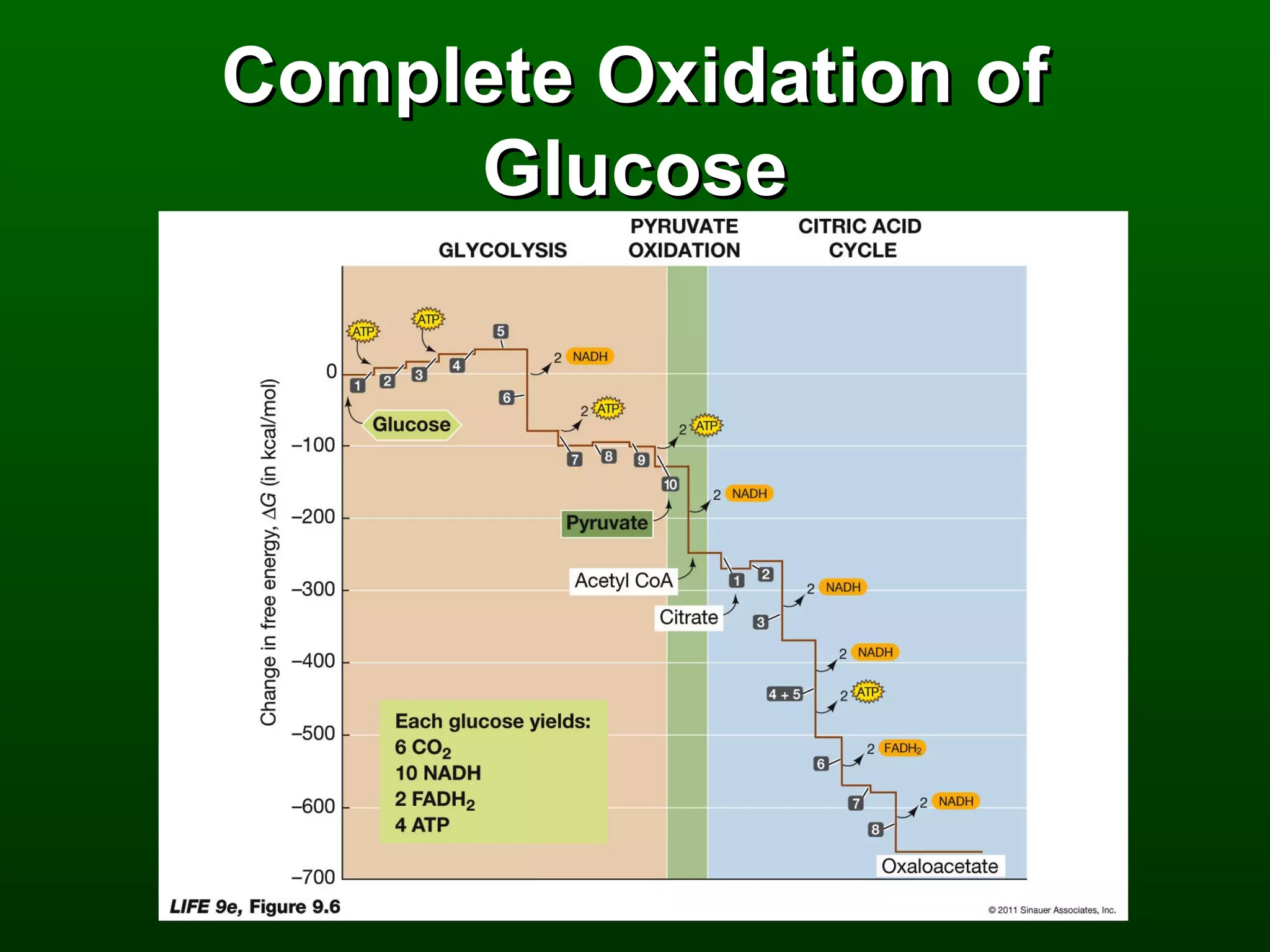 Complete Oxidation of
     Glucose
 