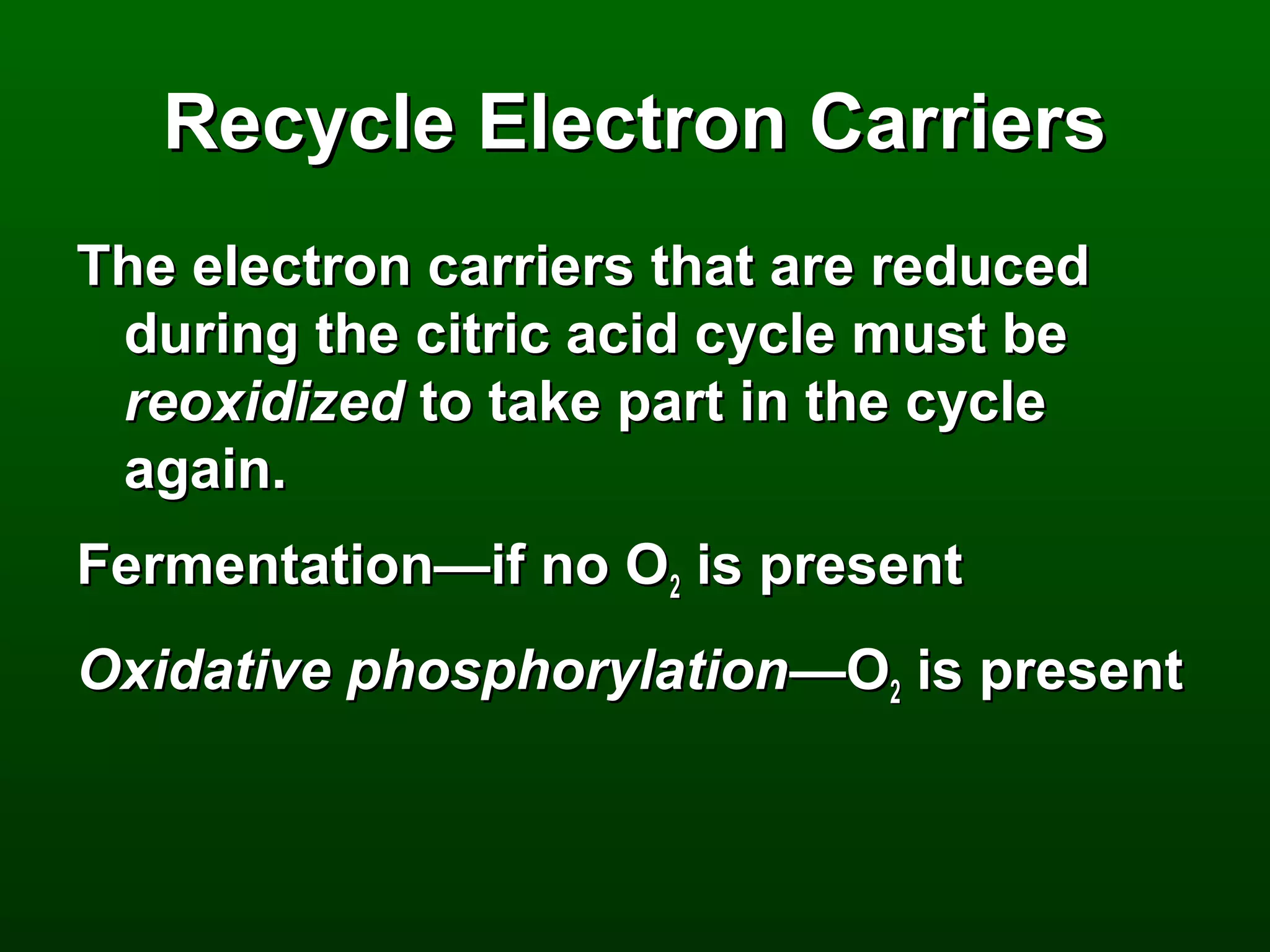 Recycle Electron Carriers
The electron carriers that are reduced
 during the citric acid cycle must be
 reoxidized to take part in the cycle
 again.
Fermentation—if no O2 is present
Oxidative phosphorylation—O2 is present
 