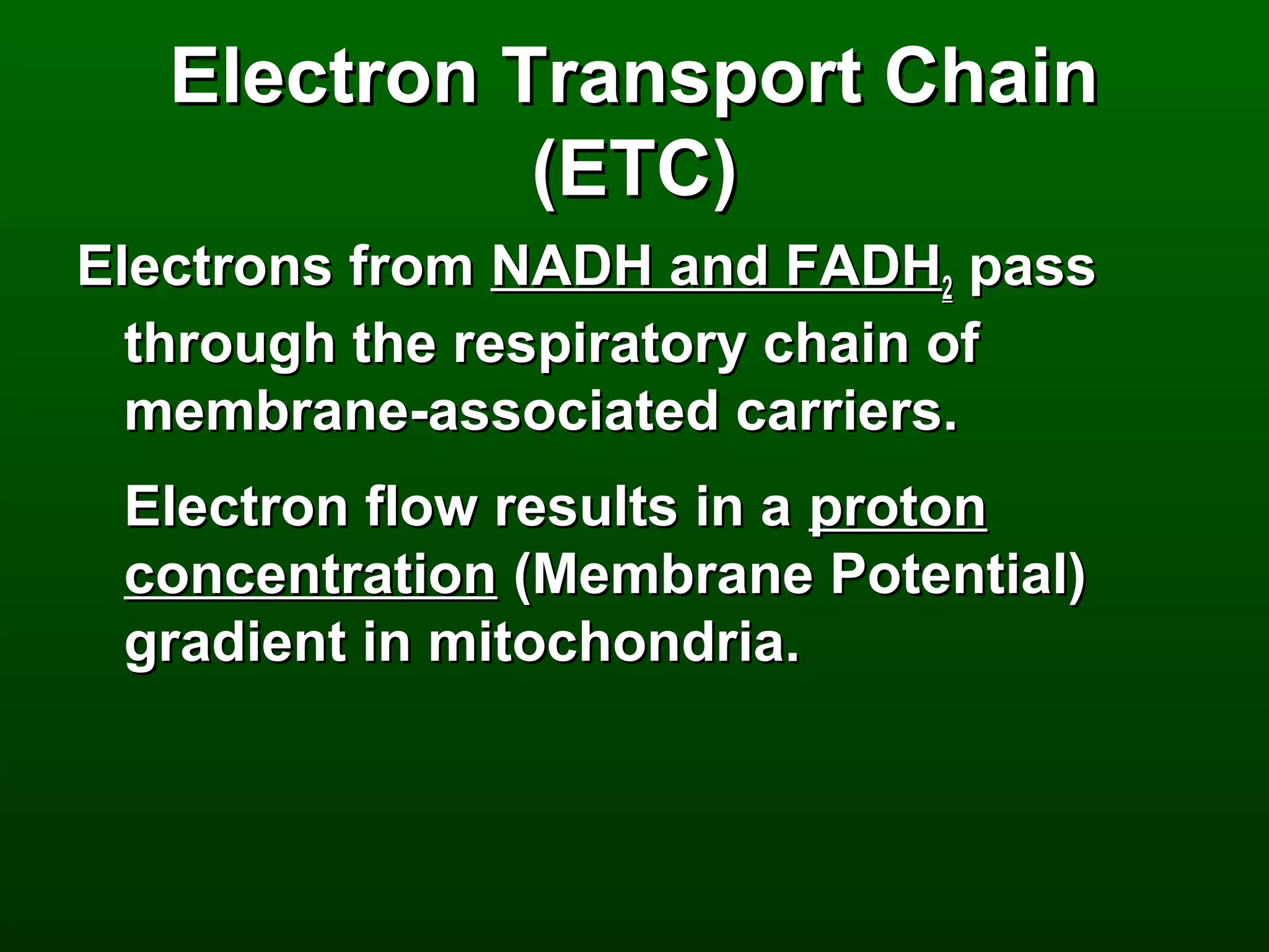Electron Transport Chain
             (ETC)
Electrons from NADH and FADH2 pass
  through the respiratory chain of
  membrane-associated carriers.
 Electron flow results in a proton
 concentration (Membrane Potential)
 gradient in mitochondria.
 