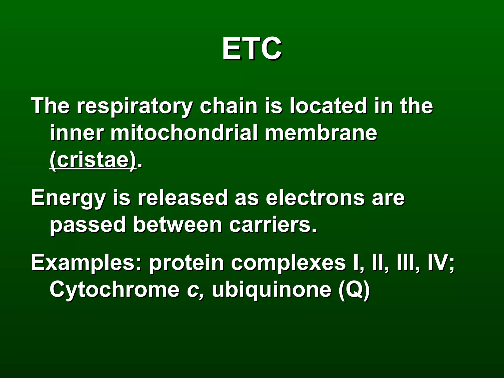 ETC
The respiratory chain is located in the
 inner mitochondrial membrane
 (cristae).
Energy is released as electrons are
 passed between carriers.
Examples: protein complexes I, II, III, IV;
 Cytochrome c, ubiquinone (Q)
 