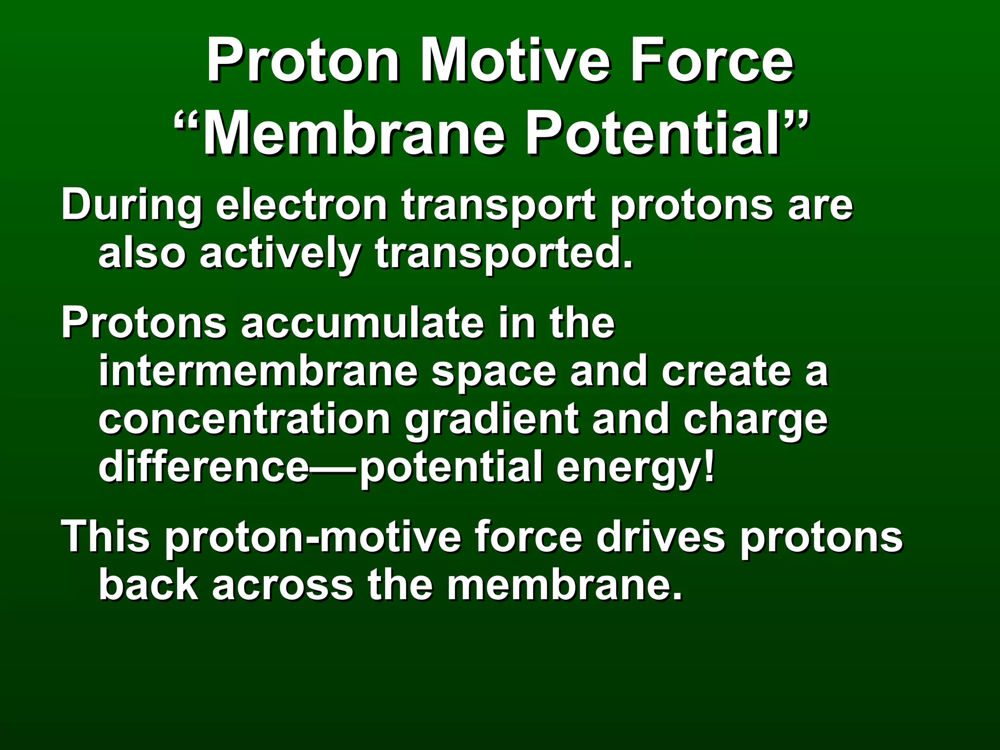 Proton Motive Force
     “Membrane Potential”
During electron transport protons are
 also actively transported.
Protons accumulate in the
 intermembrane space and create a
 concentration gradient and charge
 difference— potential energy!
This proton-motive force drives protons
 back across the membrane.
 