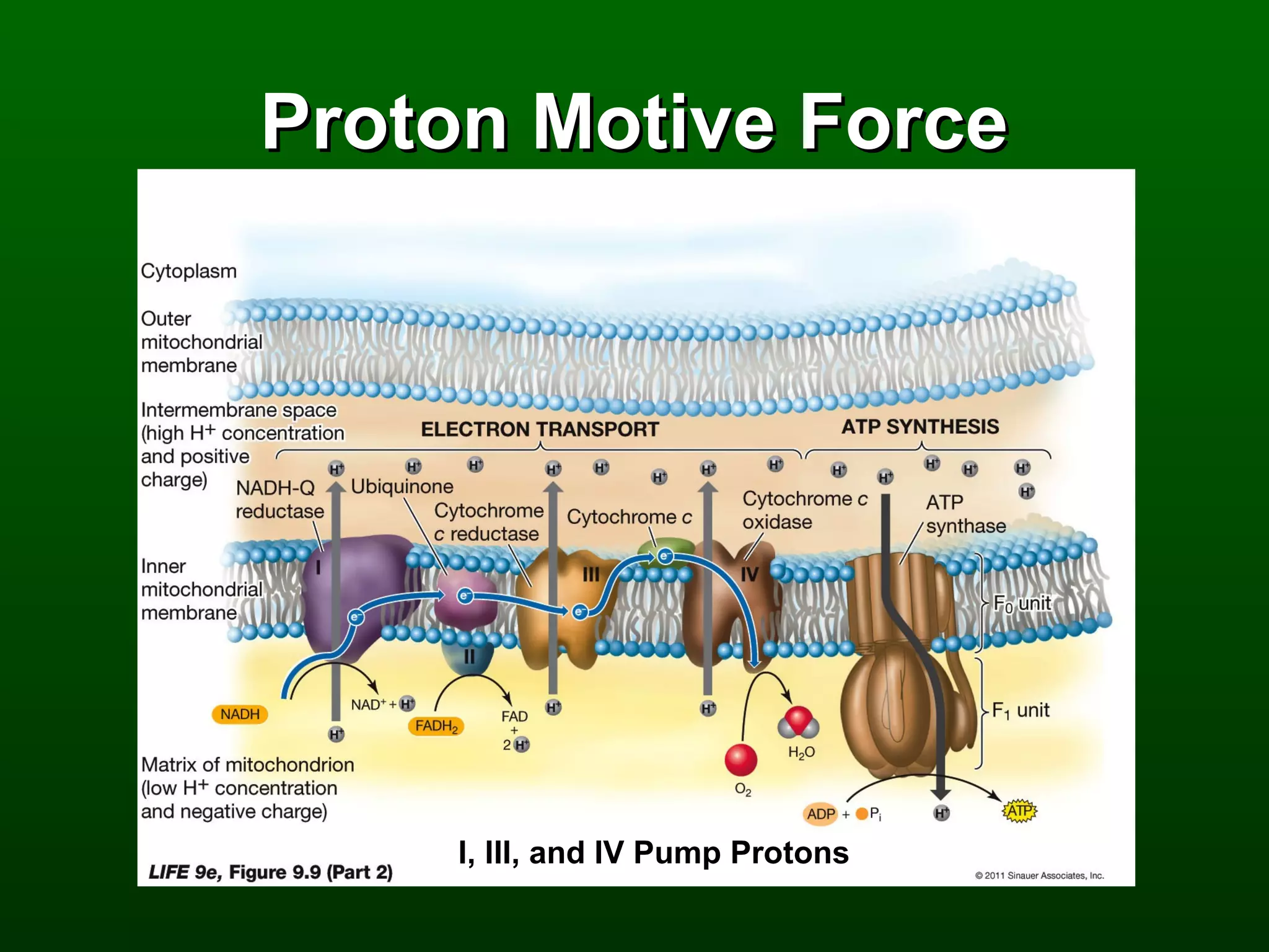 Proton Motive Force




     I, III, and IV Pump Protons
 