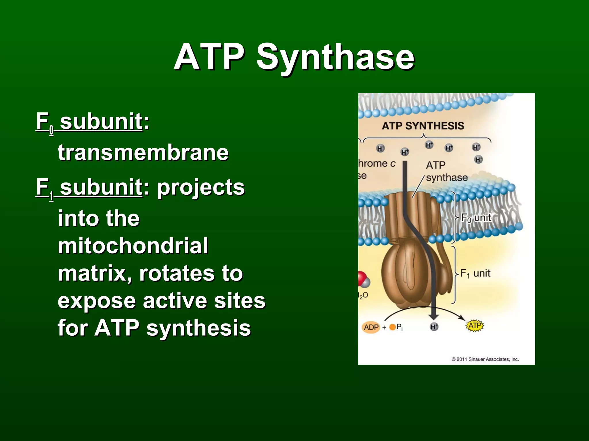 ATP Synthase
F0 subunit:
   transmembrane
F1 subunit: projects
   into the
   mitochondrial
   matrix, rotates to
   expose active sites
   for ATP synthesis
 