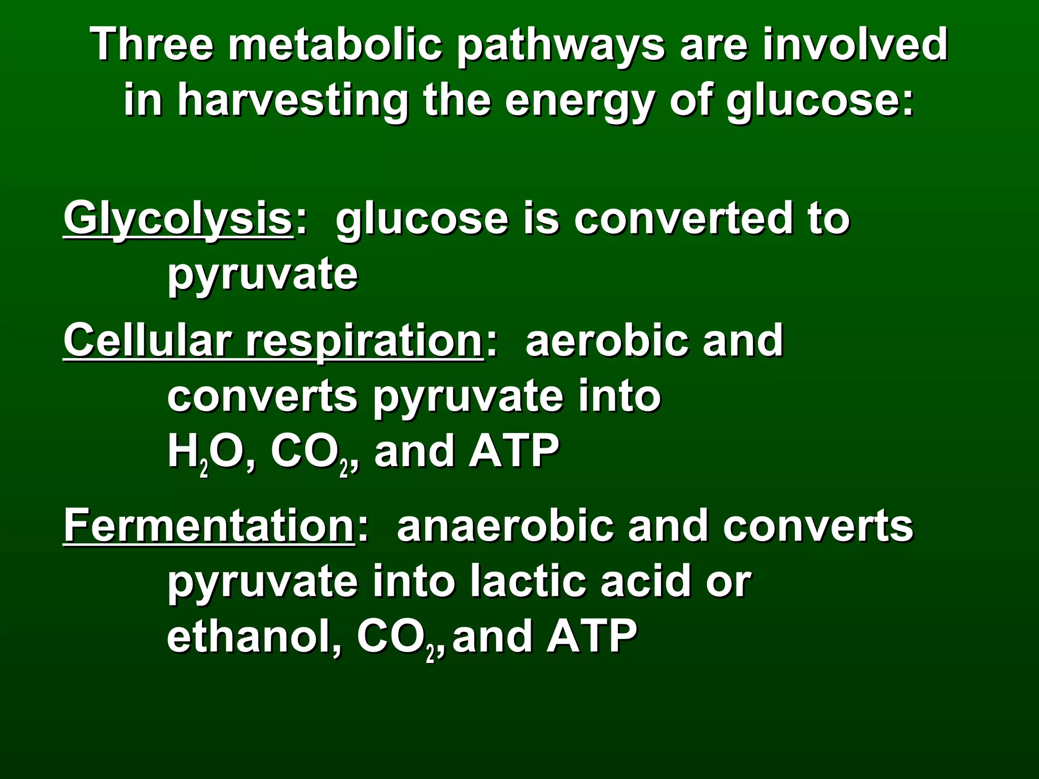 Three metabolic pathways are involved
  in harvesting the energy of glucose:

Glycolysis: glucose is converted to
     pyruvate
Cellular respiration: aerobic and
     converts pyruvate into
     H2O, CO2, and ATP
Fermentation: anaerobic and converts
    pyruvate into lactic acid or
    ethanol, CO2, and ATP
 