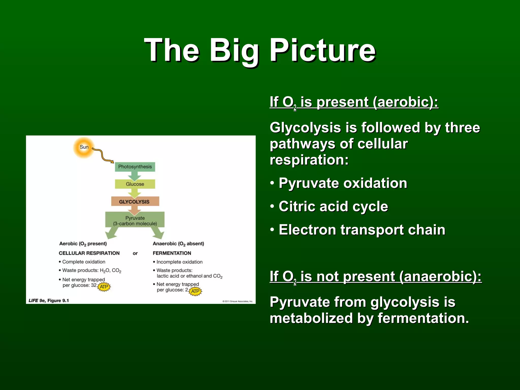 The Big Picture
        If O2 is present (aerobic):
        Glycolysis is followed by three
        pathways of cellular
        respiration:
        • Pyruvate oxidation
        • Citric acid cycle
        • Electron transport chain


        If O2 is not present (anaerobic):
        Pyruvate from glycolysis is
        metabolized by fermentation.
 
