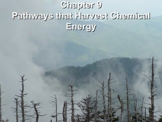 Chapter 9
Pathways that Harvest Chemical
           Energy
 
