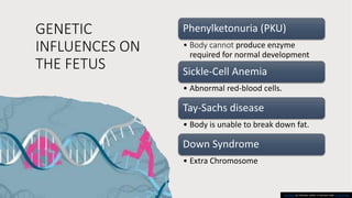 GENETIC
INFLUENCES ON
THE FETUS
Phenylketonuria (PKU)
• Body cannot produce enzyme
required for normal development
Sickle-Cell Anemia
• Abnormal red-blood cells.
Tay-Sachs disease
• Body is unable to break down fat.
Down Syndrome
• Extra Chromosome
This Photo by Unknown author is licensed under CC BY-NC-ND.
 