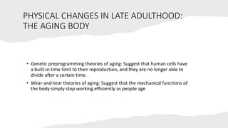 PHYSICAL CHANGES IN LATE ADULTHOOD:
THE AGING BODY
• Genetic preprogramming theories of aging: Suggest that human cells have
a built-in time limit to their reproduction, and they are no longer able to
divide after a certain time.
• Wear-and-tear theories of aging: Suggest that the mechanical functions of
the body simply stop working efficiently as people age
 
