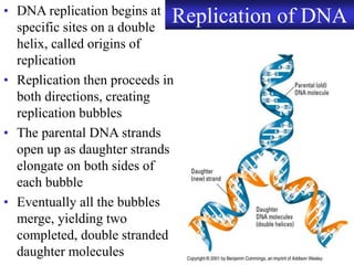 Chapter 9 DNA Replication and Protein Synthesis | PDF