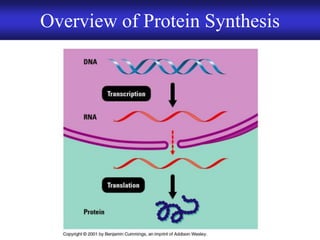 Chapter 9 DNA Replication and Protein Synthesis | PDF