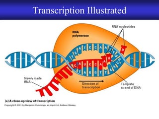 Chapter 9 DNA Replication and Protein Synthesis | PDF