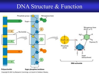Chapter 9 DNA Replication and Protein Synthesis | PDF