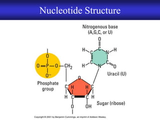 Chapter 9 DNA Replication and Protein Synthesis | PDF
