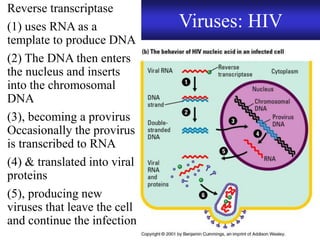 Virus Rna Reverse Transcriptase Chapter 9 DNA Replication and Protein Synthesis | PDF