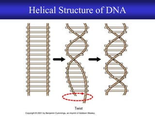 Chapter 9 DNA Replication and Protein Synthesis | PDF