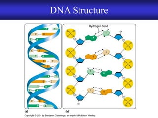 Chapter 9 DNA Replication and Protein Synthesis | PDF