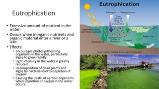Eutrophication
• Excessive amount of nutrient in the
water
• Occurs when inorganic nutrients and
organic material enter a river or a
lake.
• Effects:
• Encourages photosynthesising
organisms in the water, particularly
algae to grow rapidly.
• Light intensity in the water is greatly
reduced.
• Decomposition of dead plants and
algae by bacteria lead to depletion of
oxygen.
• Causing the death of aerobic organisms
when depletion of oxygen in the water
occurs.
 
