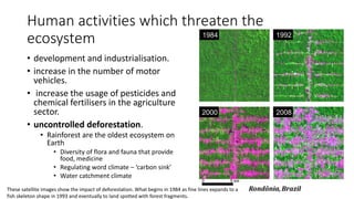 Human activities which threaten the
ecosystem
• development and industrialisation.
• increase in the number of motor
vehicles.
• increase the usage of pesticides and
chemical fertilisers in the agriculture
sector.
• uncontrolled deforestation.
• Rainforest are the oldest ecosystem on
Earth
• Diversity of flora and fauna that provide
food, medicine
• Regulating word climate – ‘carbon sink’
• Water catchment climate
These satellite images show the impact of deforestation. What begins in 1984 as fine lines expands to a
fish skeleton shape in 1993 and eventually to land spotted with forest fragments.
 