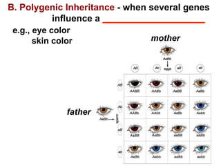 B. Polygenic Inheritance  - when several genes  influence a  ____________________ e.g., eye color skin color father mother 