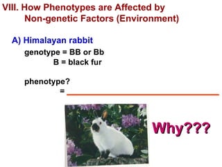 VIII. How Phenotypes are Affected by  Non-genetic Factors (Environment) A) Himalayan rabbit genotype = BB or Bb   B = black fur phenotype?   =  __________________________________ Why??? 