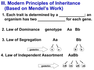 III. Modern Principles of Inheritance (Based on Mendel’s Work) 1. Each trait is determined by a ____________; an organism has two _____________   for each gene. 2. Law of Dominance  genotype  Aa  Bb 3. Law of Segregation  Aa  Bb 4. Law of Independent Assortment  AaBb A a B b Ab aB ab AB gametes gametes 