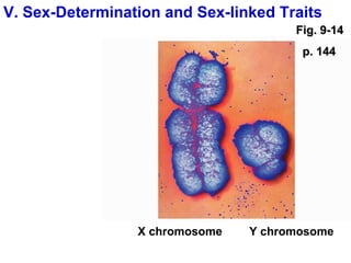 V. Sex-Determination and Sex-linked Traits X chromosome Y chromosome Fig. 9-14 p. 144 