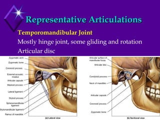 Representative Articulations Temporomandibular Joint Mostly hinge joint, some gliding and rotation Articular disc 