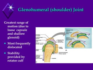 Glenohumeral (shoulder) Joint Greatest range of motion (due to loose  capsule and shallow glenoid) Most frequently dislocated Stability provided by rotator cuff 