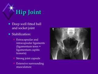 Hip Joint Deep well fitted ball and socket joint Stabilization:  Extracapsular and intracapsular ligaments (ligamentum teres = ligamentum capitis femoris) Strong joint capsule Extensive surrounding musculature 
