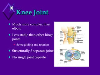 Knee Joint Much more complex than elbow Less stable than other hinge joints Some gliding and rotation Structurally 3 separate joints No single joint capsule 